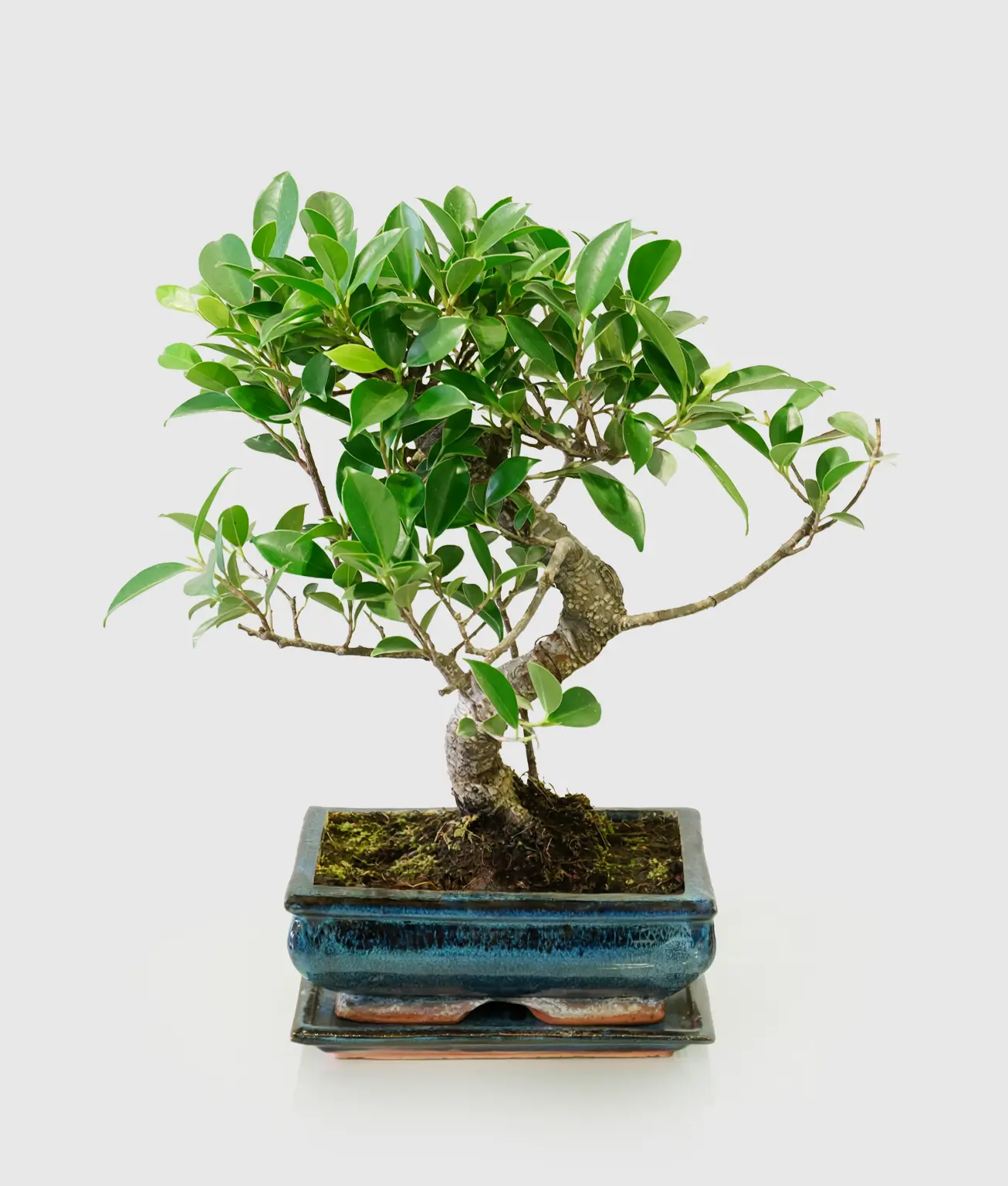 Ever Bonsai