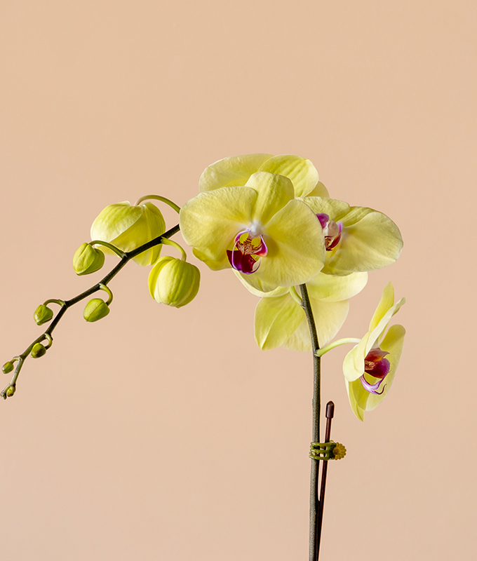Mellow Glow - Image 2